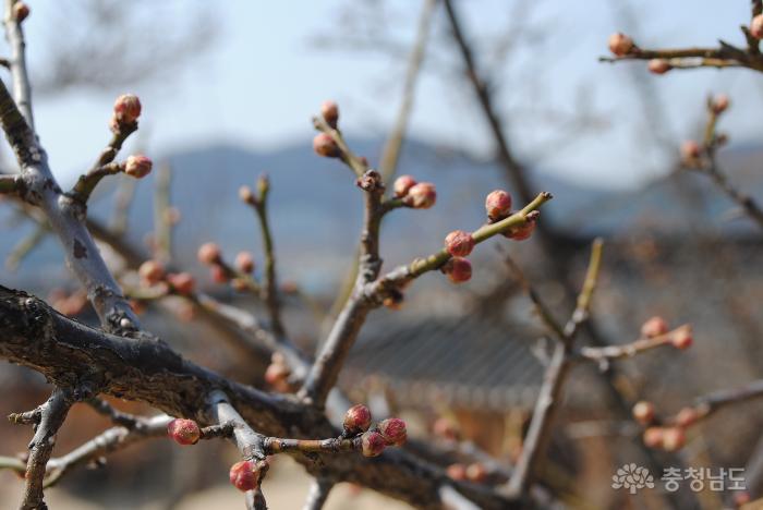 봄이 오는 길목에서 만난 아산외암마을의 휴일 풍경 사진