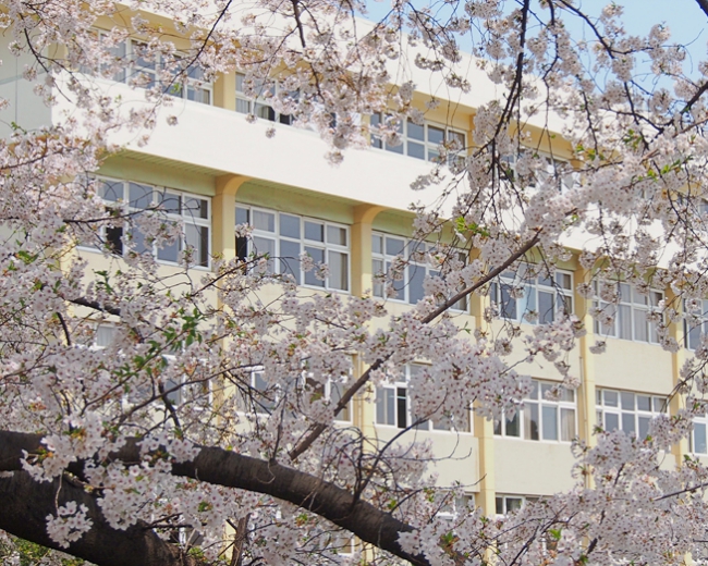봄바람에 벚꽃잎 흩날립니다 사진