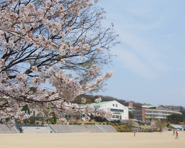 봄바람에 벚꽃잎 흩날립니다 사진