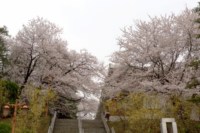 활짝 핀 공주 충남역사박물관 100년 벚꽃 사진
