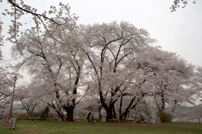 활짝 핀 공주 충남역사박물관 100년 벚꽃 사진