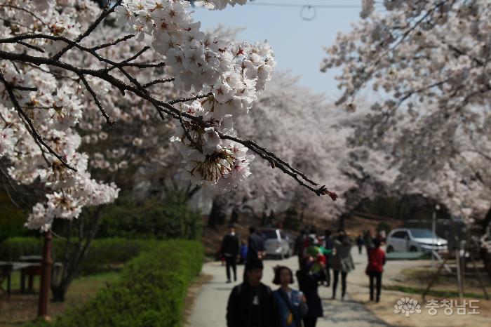 북일고 벚꽃축제에서 봄기운을 느끼며 사진