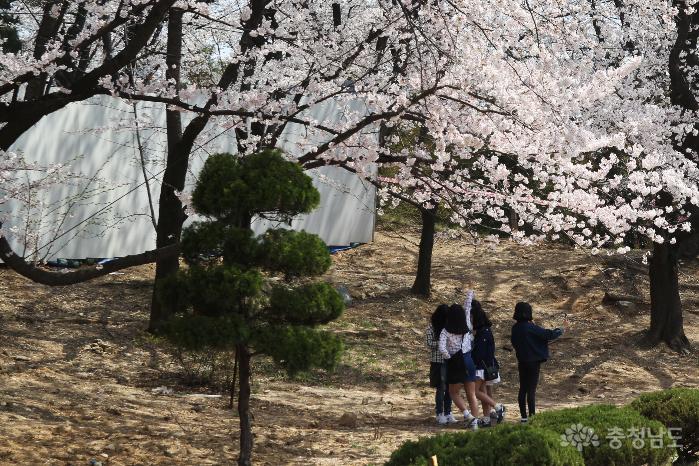 벚꽃 나무 밑 여학생들