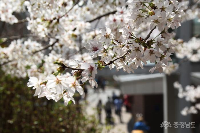 북일고 벚꽃축제에서 봄기운을 느끼며 사진