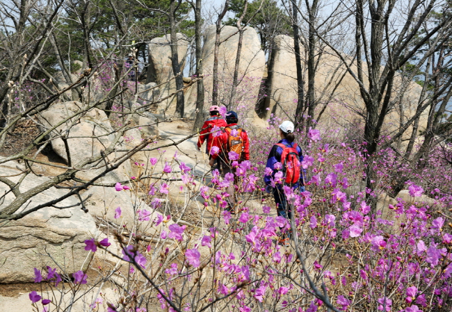 진달래꽃 만개한 팔봉산