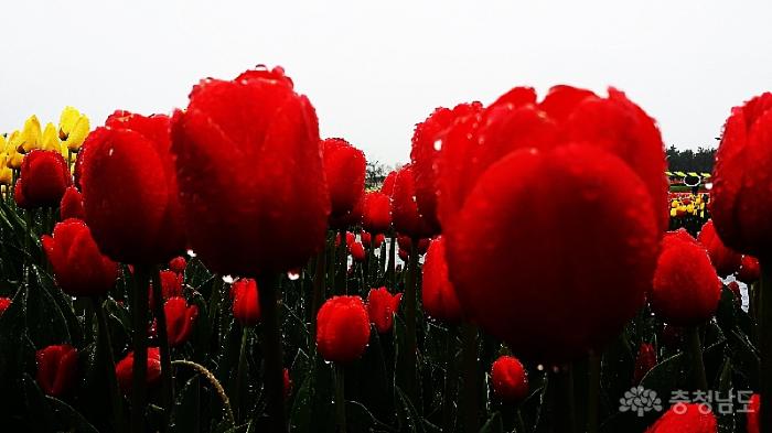 태안 튤립 꽃축제장 다녀왔읍니다. 사진