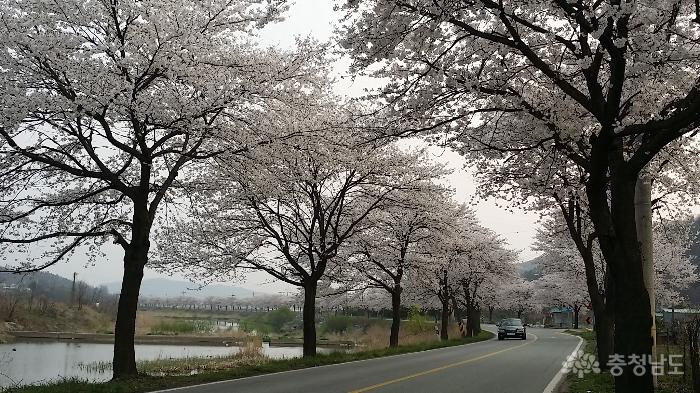 천안의 새로운 명소 북면위례벚꽃길 사진