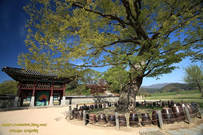 철쭉이 만발한 서산 해미읍성의 봄 사진