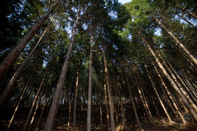 피톤치드 샤워, 편백나무 숲이 있는 성주산자연휴양림 인기