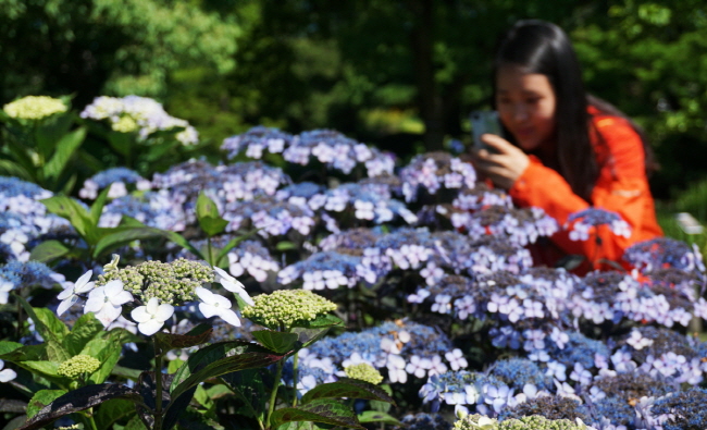 수목원을 방문한 여성 탐방객이 ‘마리에스 수국’ 앞에서 스마트폰을 이용해 사진을 찍고 있다.