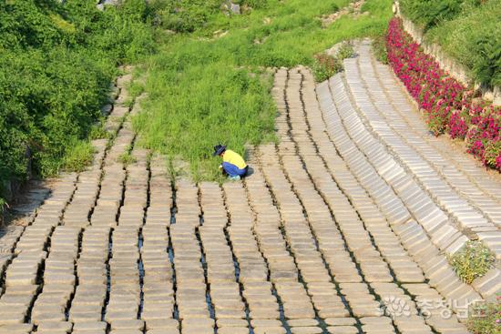 김태환씨가 홀로 넓은 우방천 바닥의 풀을 매고 있다. ⓒ 무한정보신문
