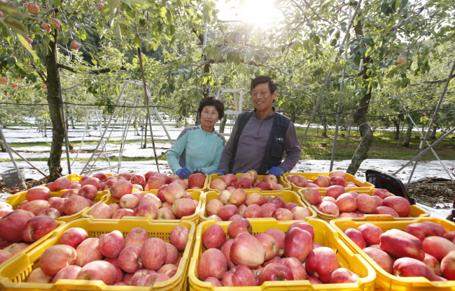 칼로리가 적고 고혈압 예방에 효과적인 태안군 사과가 추석을 맞아 본격 수확되고 있다.