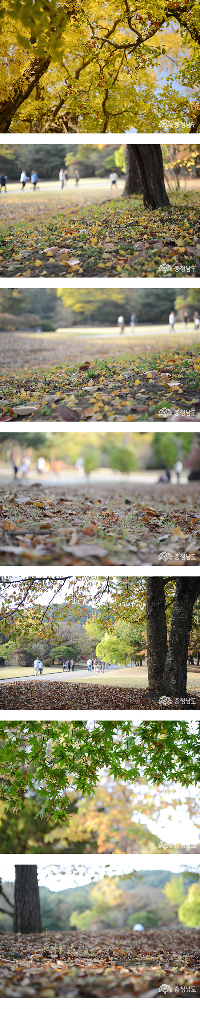 가을에 걷기 좋은 아산 현충사 사진