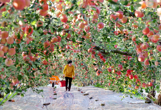 정성으로 가꾼 사과나무 터널