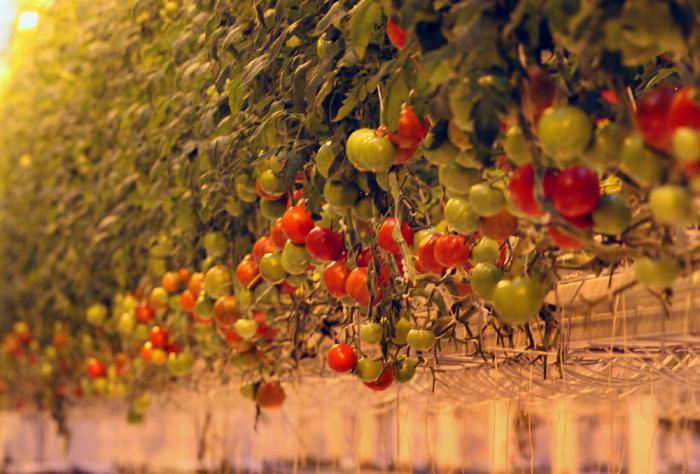 첨단유리온실에서 자라는 토마토 사진