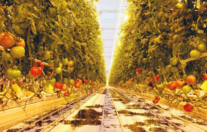 첨단유리온실에서 자라는 토마토 사진