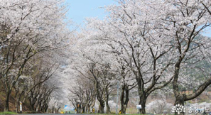 한국에서 가장 아름다운 청양 장곡사 벚꽃길