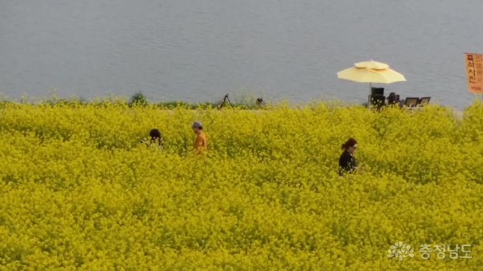 노란유채꽃 만발한 곡교천변 휴일 풍경 사진