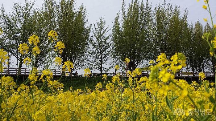 노란유채꽃 만발한 곡교천변 휴일 풍경 사진
