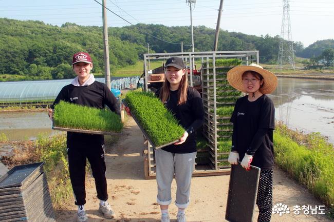 대학생들 청양지역 농활 ‘러시’ 사진