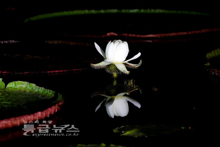 빅토리아 연꽃이 아름다운 부여 궁남지 사진