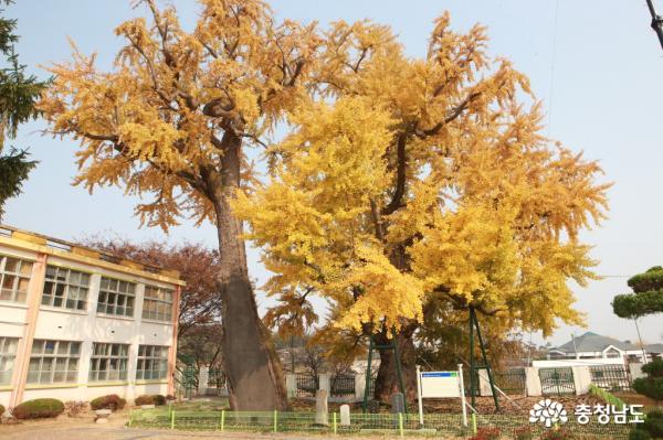 "천연기념물 은행나무가 우리 학교에.. 자랑스러워요"