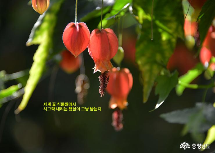 "봄이 활짝... 감탄사도 만발"-카드뉴스로 보는 세계 꽃 식물원 소식