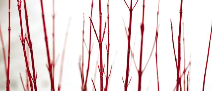 추위도 녹여내는 경이로운 붉은 나무