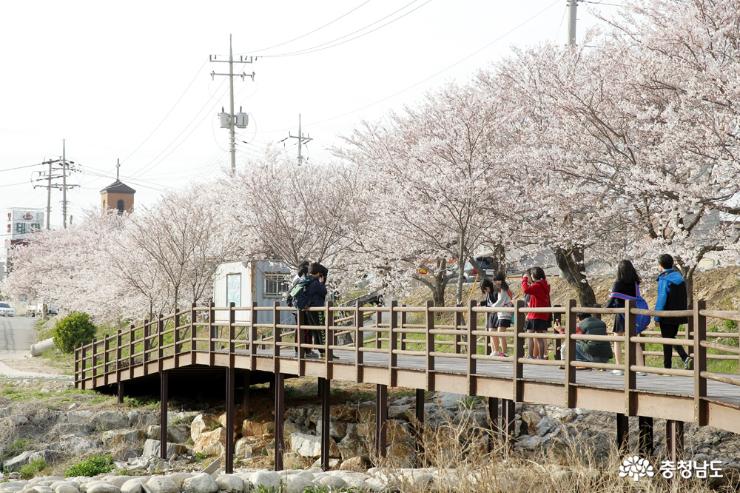 서산 해미천 '벚꽃향연' 펼쳐진다