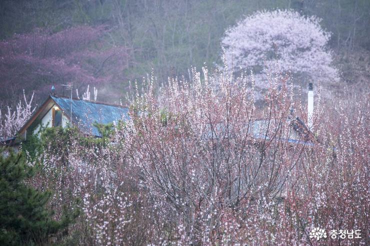홍성 백월산 자락 그림같은 봄꽃 풍경