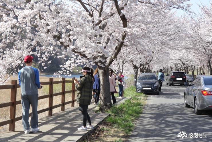 주산 벚꽃 길에 봄이 왔어요