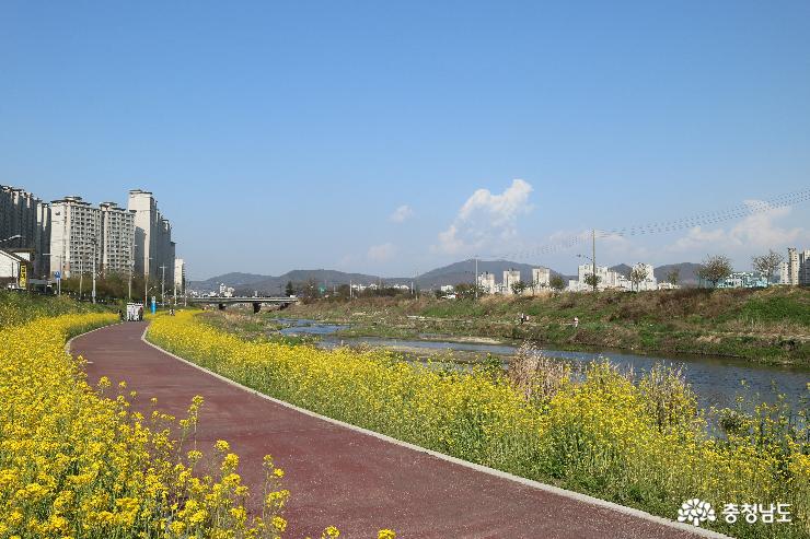 봄~봄 걷고 싶은 꽃길 천안천 유채꽃길