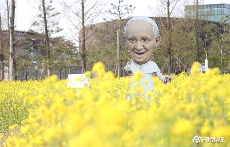 교황 다녀간 솔뫼성지 유채꽃 활짝