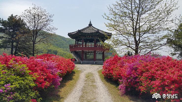 금강수목원·산림박물관 ‘봄꽃의 대향연’