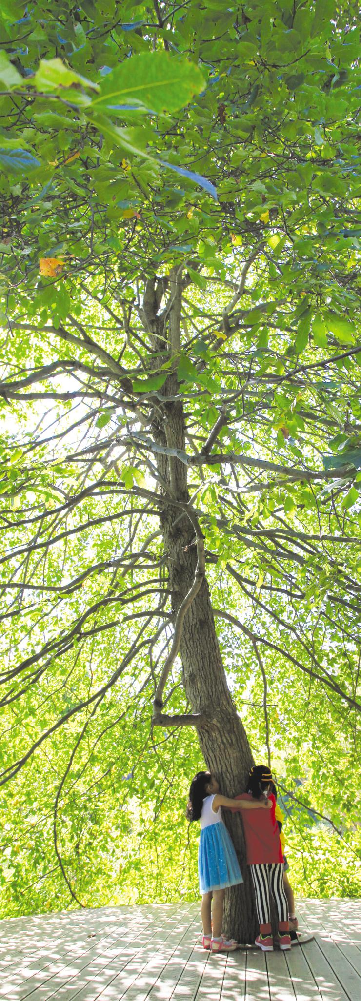 밀애를 보장하는 초록의 장막 ‘연인 나무’
