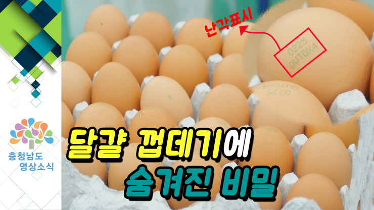 [NEWS] 달걀 껍데기의 숨겨진 비밀! 난각표시