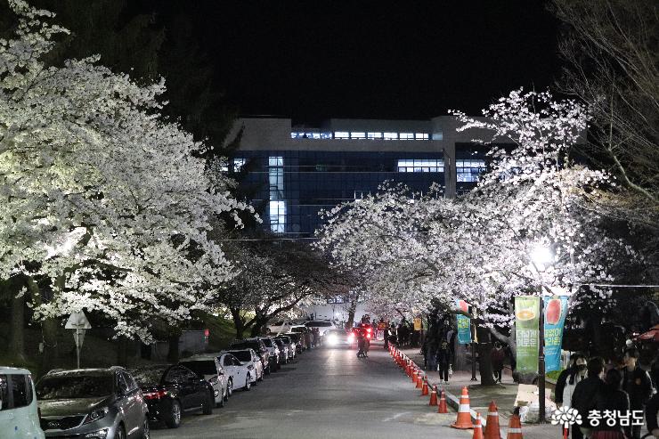 아산 벚꽃명소 낭만캠퍼스 순천향대학교