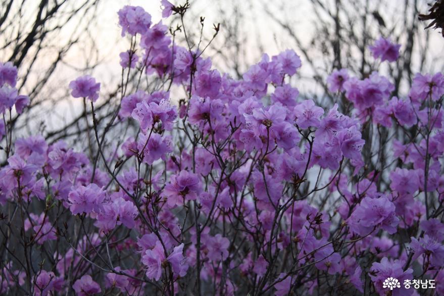 연분홍빛 진달래꽃 만발한 아산 고용산