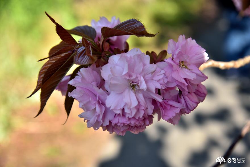 분홍 겹벚꽃이 피어난 문수사