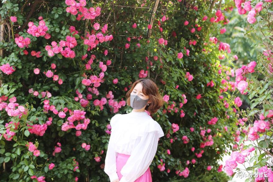 꽃의 여왕 장미의 계절에 꼭 들러야 하는 명소 &#39;단대 장미공원&#39;