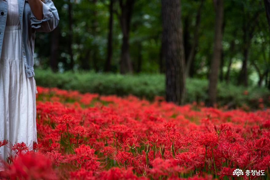충남 보령 성주산에 붉은 물결 가득 꽃무릇이 피었어요