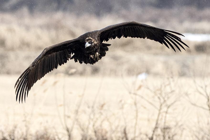 생태관광의 메카, 국내 최대 철새도래지 천수만 독수리