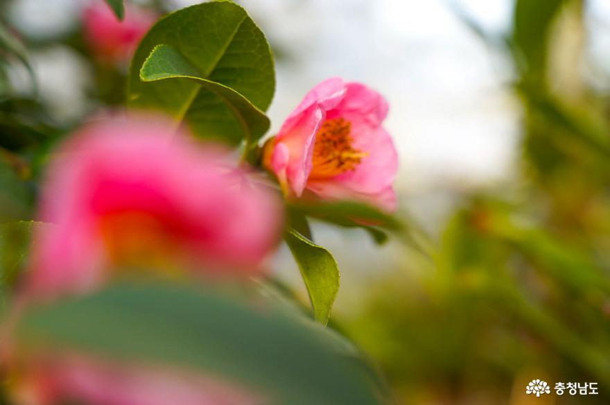 태안 천리포수목원은 봄꽃 향연