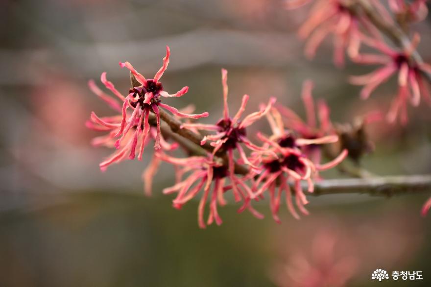 천리포수목원의 향긋한 봄