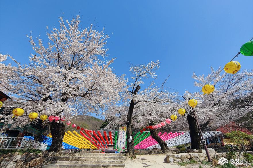 계룡산 신원사의 아름다운 벚꽃을 &#39;봄&#39;
