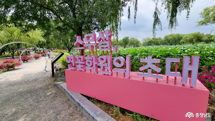 부여 서동공원(궁남지) '스무 살 연꽃 화원의 초대'