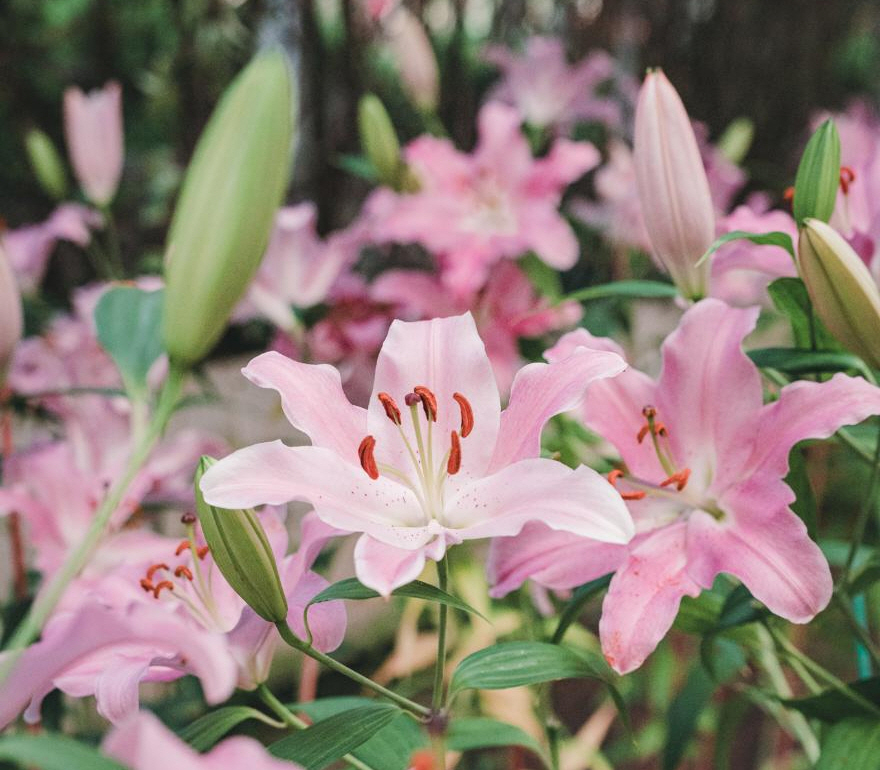 가장 먼저 이른 봄을 느낄 수 있는 아산 세계꽃식물원