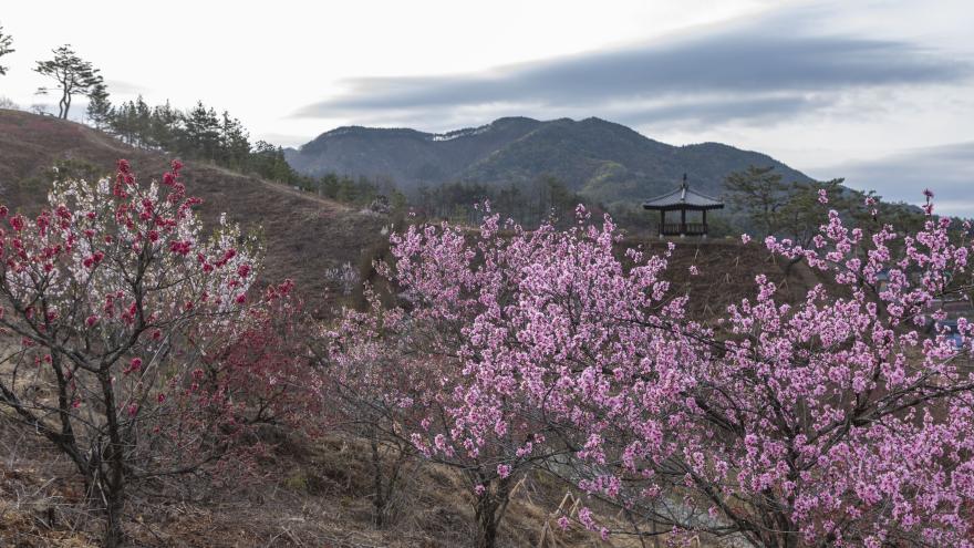 금산 홍도마을과 보곡산골의 봄