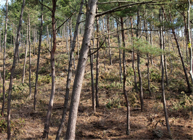 '숲 가꾸기' 전국 최우수기관 선정