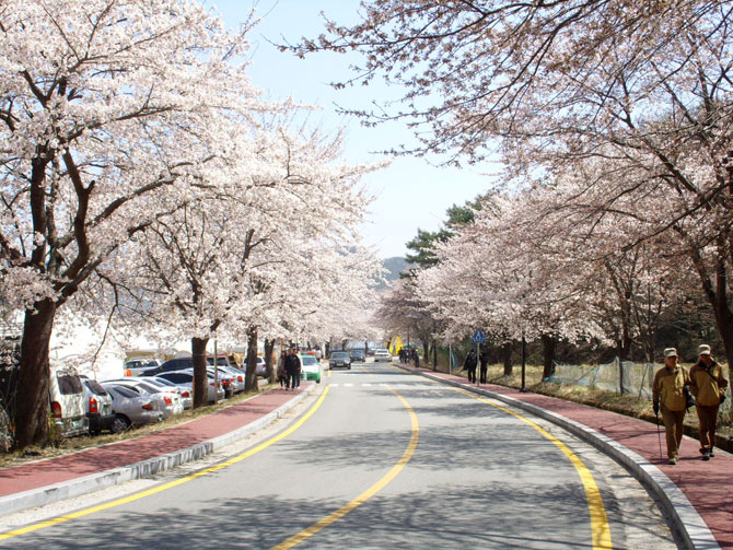 계룡산 벚꽃축제, 4월 13일 개박